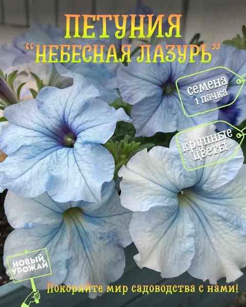 Петуния (махровая) Небесная лазурь, семена, 10 шт.