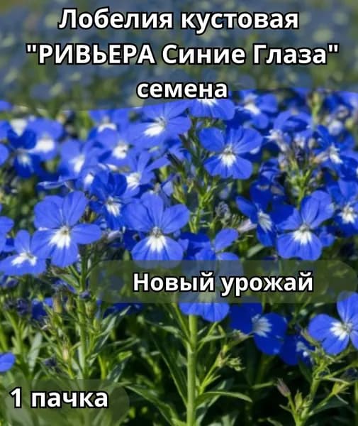 Лобелия кустовая "Ривьера Синие Глаза", семена 10 шт