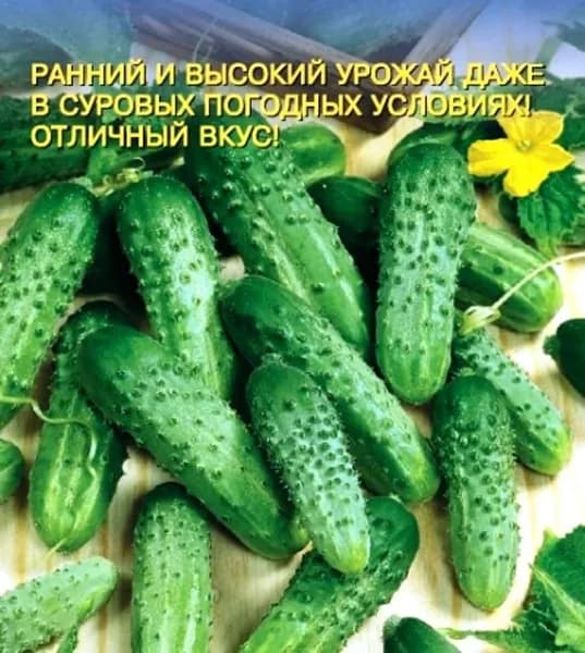 Коллекционные семена огурца Гомер F1