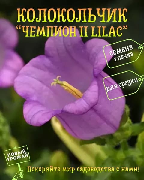 Колокольчик средний Чемпион II Lilac, семена, 10 шт.