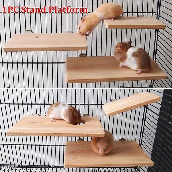 Шиншилла прыжок