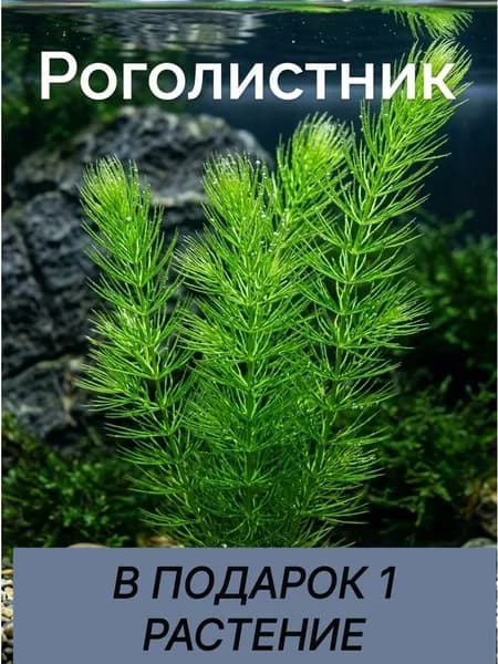 Растения для аквариума живые. Роголистник. 3 ветки.