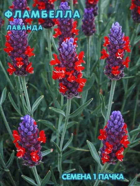 Лаванда Фламбелла 10 шт семян