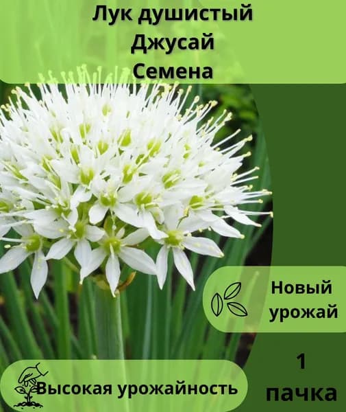Лук душистый Джусай, семена 10шт