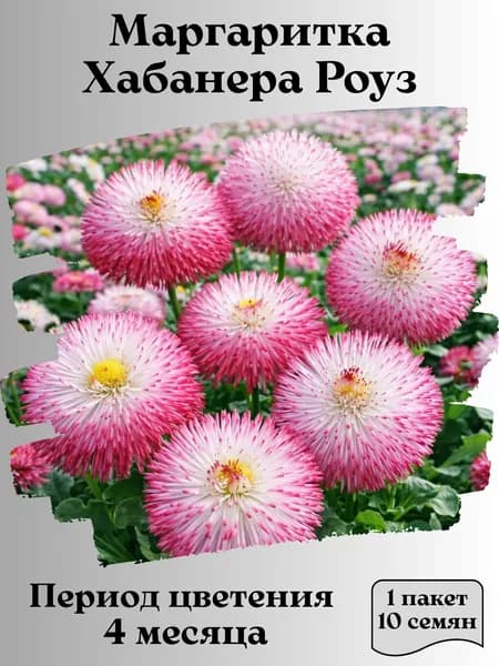 Маргаритка Хабанера Роуз, семена, 10 шт.