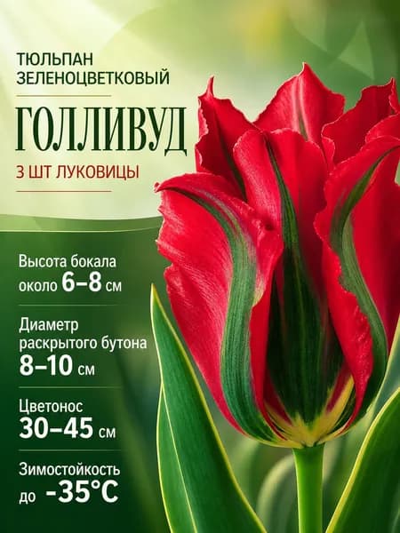 Тюльпаны луковицы многолетние крупные Голливуд 3 шт