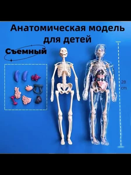 Анатомическая модель тела человека для детей