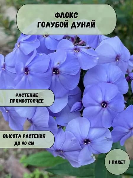 Флокс Голубой дунай семена 10 шт