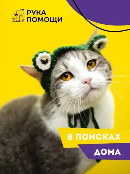 Помочь Асе найти дом