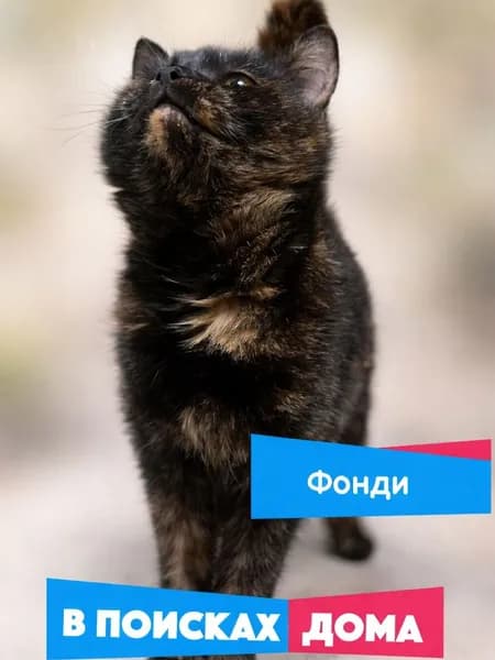 Помочь кошечке Фонди найти дом