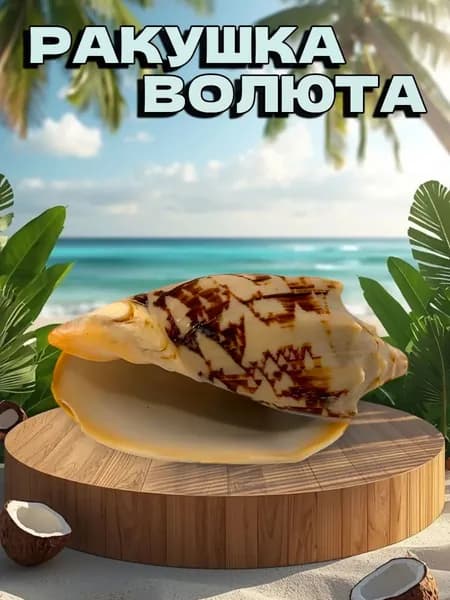 Ракушка морская натуральная Волюта