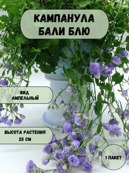 Кампанула Бали Блю семена 10 шт