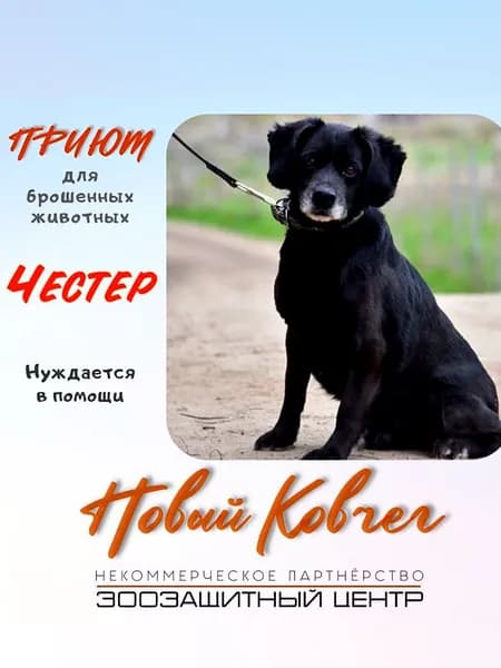 Помочь Честеру найти дом