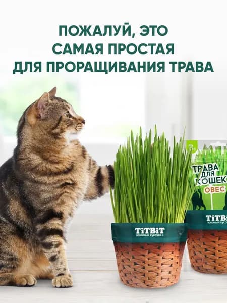 Лакомство для кошек TiTBiT Трава овес для проращивания 60 г