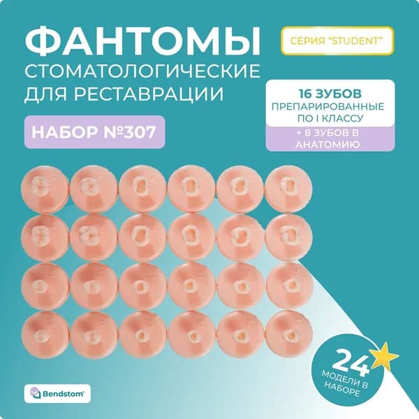Набор №307 все жевательные зубы (24 штуки) препарированные + анатомия по I классу / модели для реставрации / стоматологический тренажер