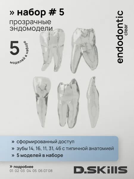 Набор #5 Эндодонтические модели зубов (эндоблоки прозрачные), 5 шт