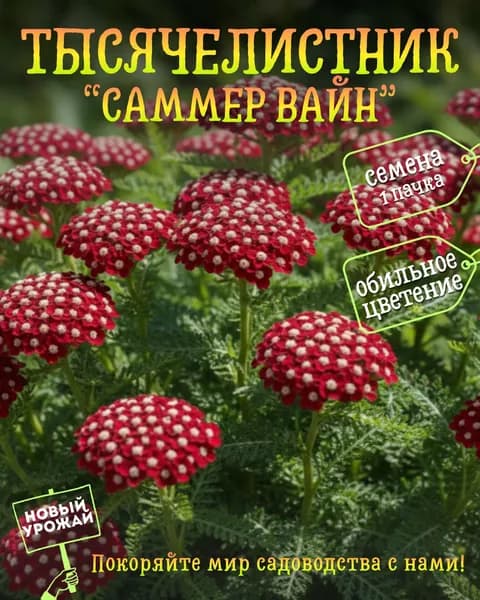 Тысячелистник Саммер Вайн, семена, 10 шт.