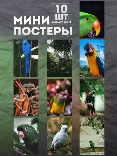 Мини постеры на стену «Попугай» 10 шт
