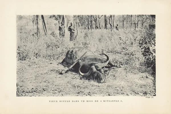 1899 год. Охота на бизона буффало, фототипия