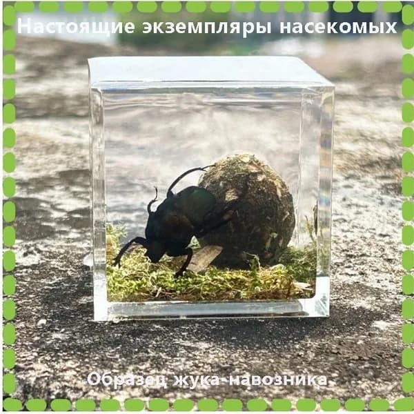 Настоящие экземпляры насекомых,Коллекция насекомых, образец жука-навозника 1 шт