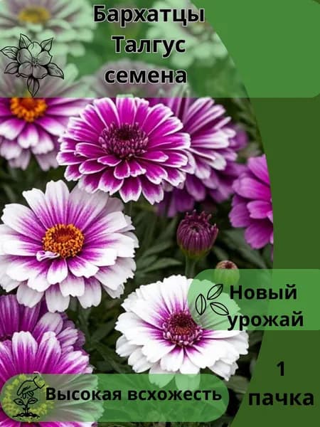 Бархатцы Талгус, семена 10шт