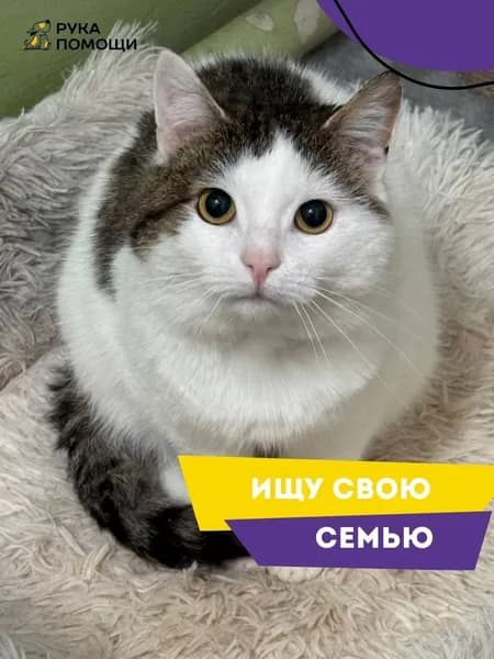 Помочь Атласу найти дом