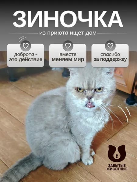 Помочь кошке Зиночке найти дом
