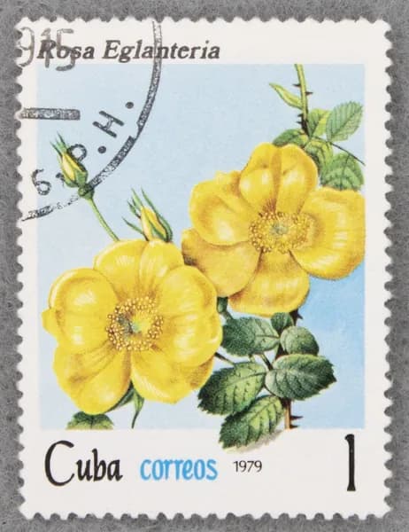 Почтовая марка "Rosa eglanteria". Номинал 1 с. Cuba. 1979 год. (Michel CU 2419)