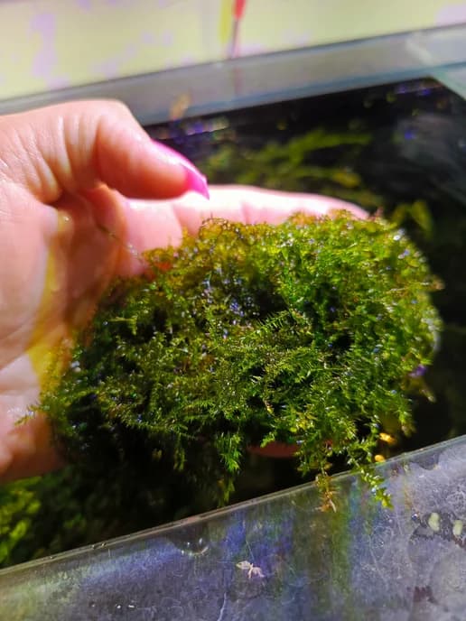 Мох Бабл (moss sp. Bubble)