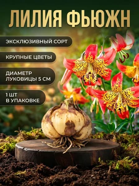 Луковицы Лилии Фьюжн 1 шт.