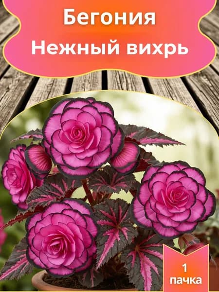 Бегония Нежный вихрь, семена 10 шт.