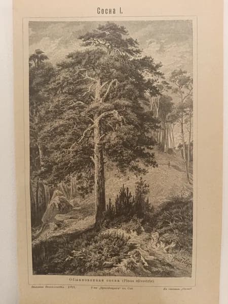 Литография из энциклопедии. Растения. Сосна I-II. 1909г.