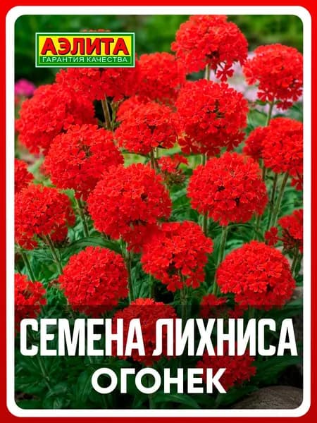 Семена Лихнис халцедонский "Огонек" 0,1 гр, многолетние растения для дома и дачи, сада и огорода, клумбы, в открытый грунт, в ящик, цветы из семян.