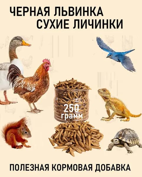 Черная львинка сухая полезная
