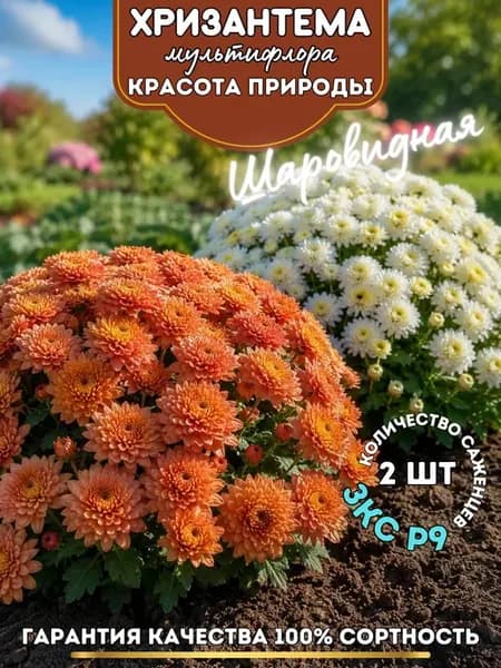 Хризантема мультифлора саженец набор Красота Природы