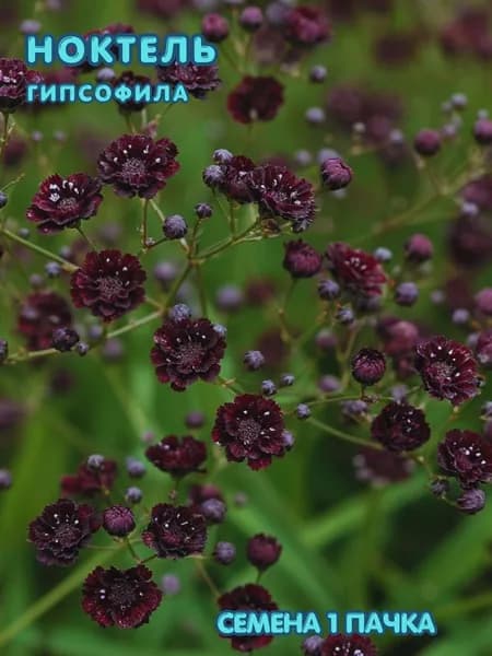 Гипсофила Ноктель 10 шт семян