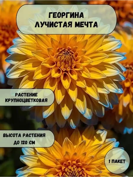 Георгина Лучистая мечта, семена 10 шт