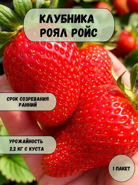 Клубника (земляника) Роял Ройс семена 10 шт