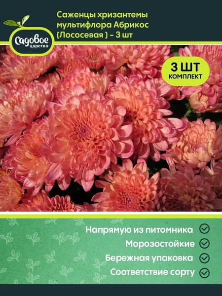 Саженец хризантемы мультифлора Абрикос (Лососевая ) -
