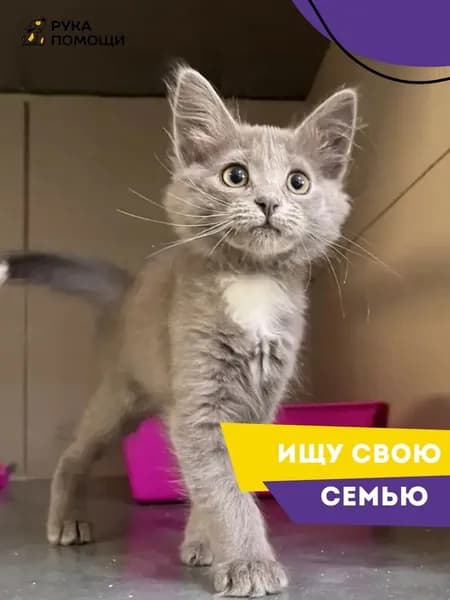Помочь Эмбер найти дом
