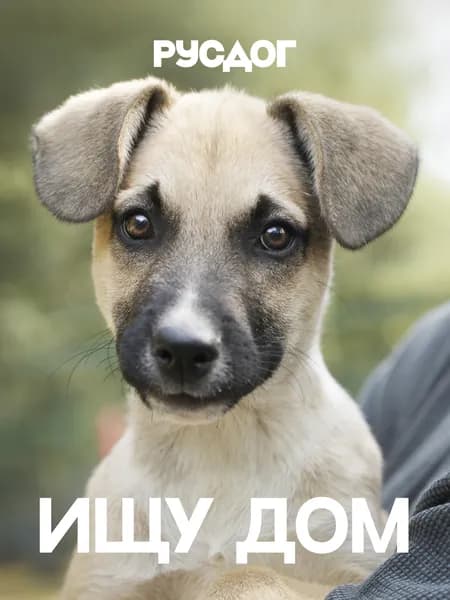 Помочь Дубку найти дом