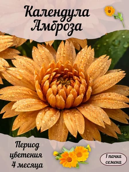 Календула Амброза, семена, 10 шт.