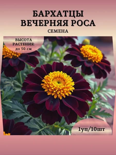 Бархатцы "Вечерняя Роса" семена, 1 пачка