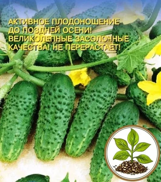 Семена коллекционные огурца Димка F1