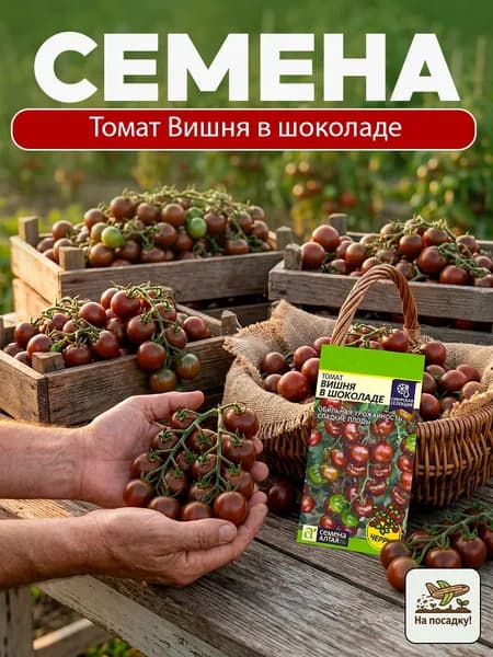 Томат Вишня в Шоколаде 0,05 гр. / Семена Алтая