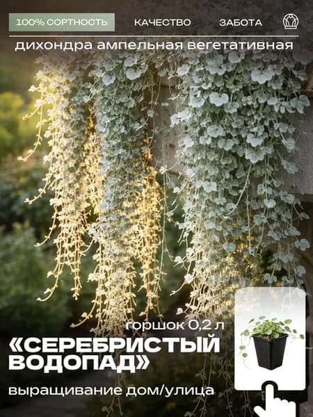 Дихондра ампельная Серебристый Водопад