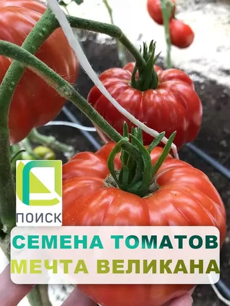 Семена томатов "Мечта великана" 0,1 гр, для дома, дачи и огорода, в открытый грунт, в контейнер, помидоры из семян.