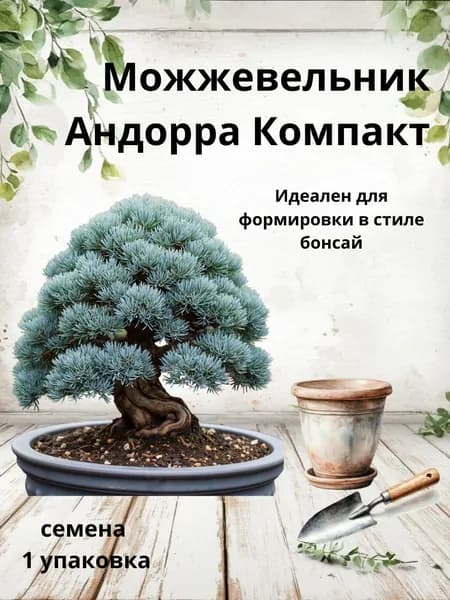 Можжевельник Андорра Компакт, семена бонсай, 10 шт