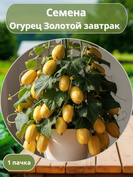 Огурец Золотой завтрак, семена 10 шт