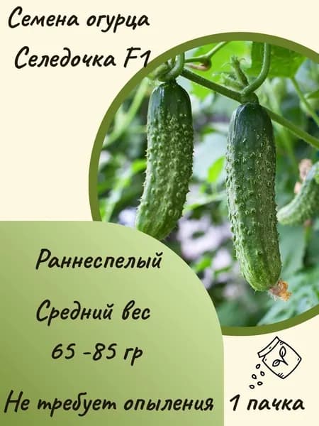 Семена огурца Селедочка F1, 10 шт. семян